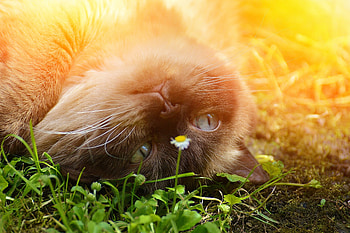 Animals, Grass, Cat, Lie, To Lie Down, Muzzle, Playful, British Shorthair HD wallpaper