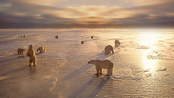 Polar bears, Arctic ice, , Captivating beauty HD wallpaper
