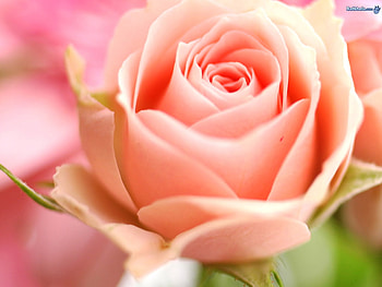A rose to my Grandpa., inspiration, my hereo, motivator, good person HD wallpaper