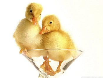 Ducks, animal, duck, bird, yellow, baby, easter HD wallpaper