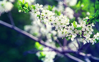 Flowers, Bloom, Flowering, Branch, Spring HD wallpaper
