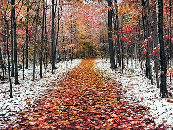 Two Seasons, winter, path, cold, colors, daylight, day, leaves, snow, trees, autumn, nature, trunks, forest HD wallpaper