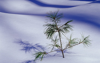 Landscape, Pine, Snow HD wallpaper