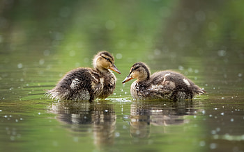 Ducks, animal, birds, water HD wallpaper
