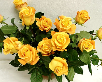 Elegant Roses, elegant, yellow, nature, flowers, macro HD wallpaper