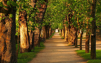 Horse-Chestnut Alley, Latvia, trees, alley, avenue, chestnuts HD wallpaper