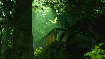 Pigeon , pigeon, birds HD wallpaper