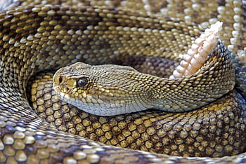 Detailed close-up of a venomous rattlesnake showing its intricate scale patterns and rattle. HD wallpaper