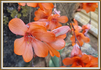 PRETTY FLOWERS, PRETTY, NATURE, FLOWERS HD wallpaper