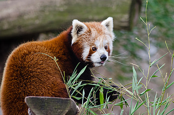 Animals, Protruding Tongue, Tongue Stuck Out, Red Panda, Little Panda, Small Panda HD wallpaper