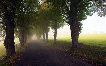 Nature, Trees, Road, Fog, Alley, Haze, Meadow HD wallpaper