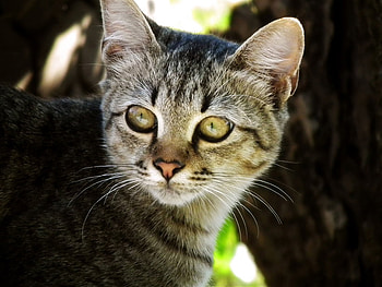 portrait, kitten, animals, pets, nature HD wallpaper