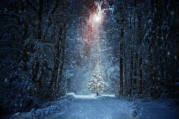 Winter backdrops, Christmas graphy HD wallpaper