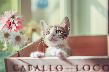 Cute Cat Kitty, cat, animals HD wallpaper