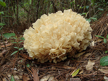Benefits of algae growth, Southern gardens, Finch, Food HD wallpaper