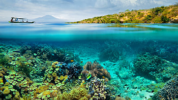 Coral , Captivating underwater beauty, Colorful marine life, Tranquil coral ecosystems HD wallpaper