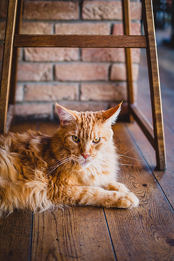 Animals, Cat, Fluffy, Lies, Redhead HD phone wallpaper