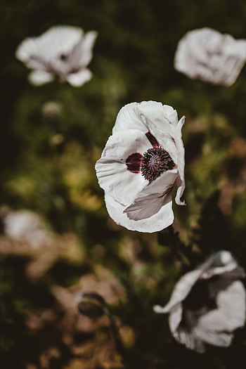 Flowers, Flower, Blur, Smooth, Poppy HD phone wallpaper