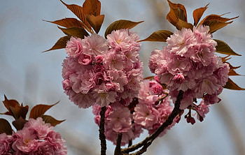 Lovely Flowers, pink, lovely, tree, flower HD wallpaper