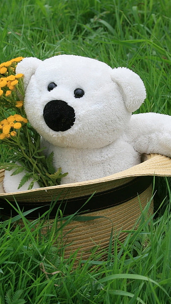 Teddy Wale, Green Grass, Background HD phone wallpaper