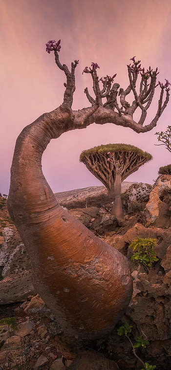 Dragon Blood Tree, Socotra Island, Yemen, Unique flora HD phone wallpaper