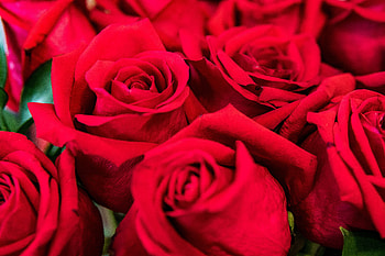 Flowers, Roses, Petals, Bouquet HD wallpaper