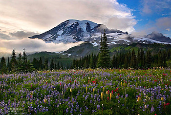 Mountain Flowers, beautiful, flowers, , mountain HD wallpaper