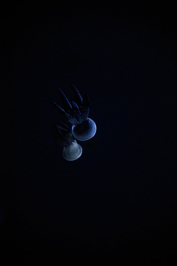 Jellyfish, Dark, Tentacle HD phone wallpaper