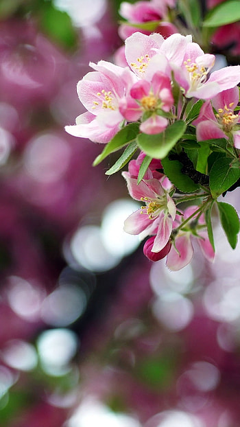 May Background, Background HD phone wallpaper
