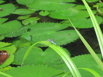 Dragonfly, ready for flight, nature, insect HD wallpaper