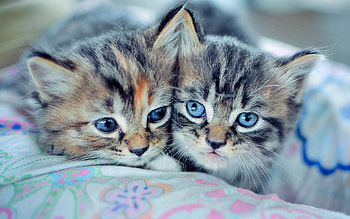 Animals, Couple, Pair, Blue Eyed, Blue-Eyed, Cute, Kittens HD wallpaper