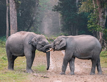 Two Asian elephants playfully locking trunks on a forest path in natural habitat. HD wallpaper