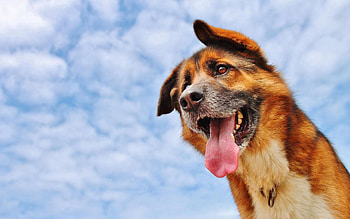 Animals, Sky, Clouds, Dog, Muzzle, Protruding Tongue, Tongue Stuck Out HD wallpaper