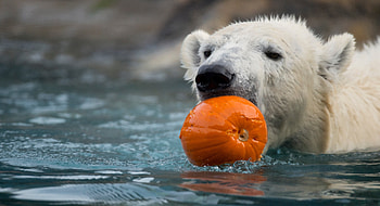Nora's recovery, Broken leg, Utah's Hogle Zoo, On the mend HD wallpaper