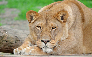 Animals, Muzzle, Lion, Big Cat, Sight, Opinion HD wallpaper