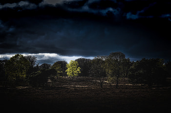 Nature, Trees, Night, Clouds, Land, Earth HD wallpaper