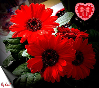 Flowers for My Friend GerberDaisy, still life, bouquet, flowers, gerbera HD wallpaper