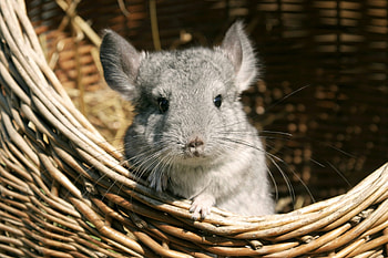 Chinchilla, Small rodent, Adorable pet, Fascinating facts HD wallpaper