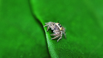 Jumping spider collection, Spider , Rapid movement, Acrobatic arachnids HD wallpaper