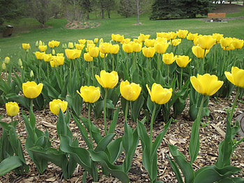 Yellow Tulips, Flowers, Tulips, graphy, green HD wallpaper