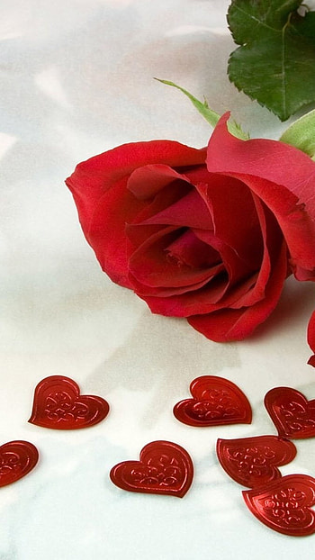Rose Flower, Red Heart, Love HD phone wallpaper