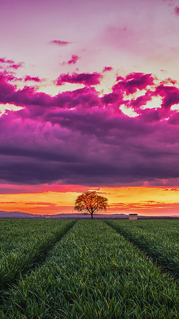 Field, Grass HD phone wallpaper