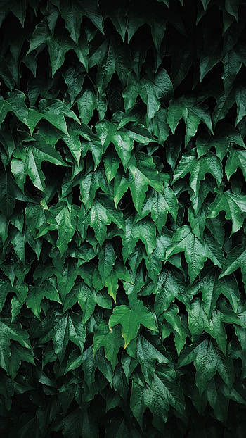 Nature, Leaves, Bush, Plant HD phone wallpaper