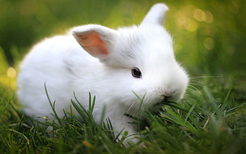 Bunny, Cute bunnies, , Adorable animals HD wallpaper