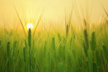 Barley Field , field, wheat, nature, macro, graphy HD wallpaper