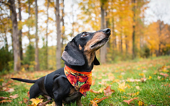 Animals, Grass, Autumn, Leaves, Dog, Kerchief, Handkerchief, Dachshund HD wallpaper