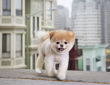 Cute Boo, boo, dog, animals, cute HD wallpaper