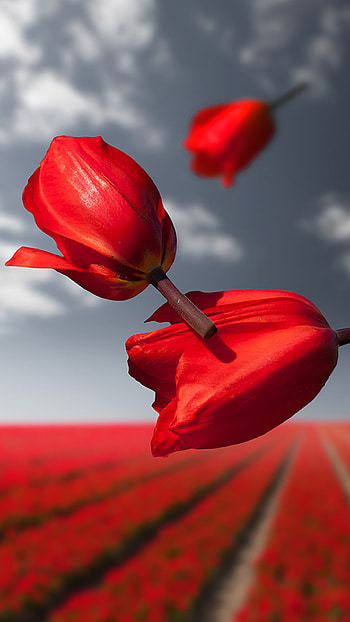 flower, nature, tulip HD phone wallpaper