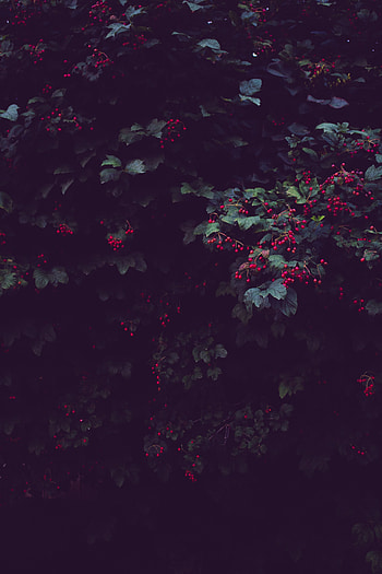 Nature, Leaves, Berries, Bush, Plant, Wood, Tree HD phone wallpaper
