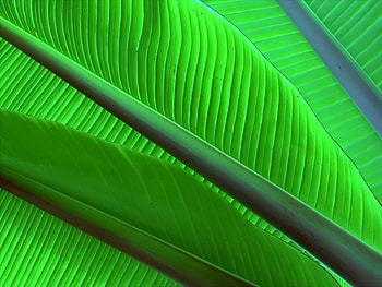 Leaves, Macro, Bright, Form HD wallpaper
